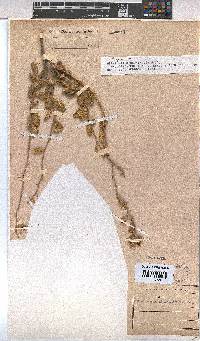 Hermannia disermifolia image