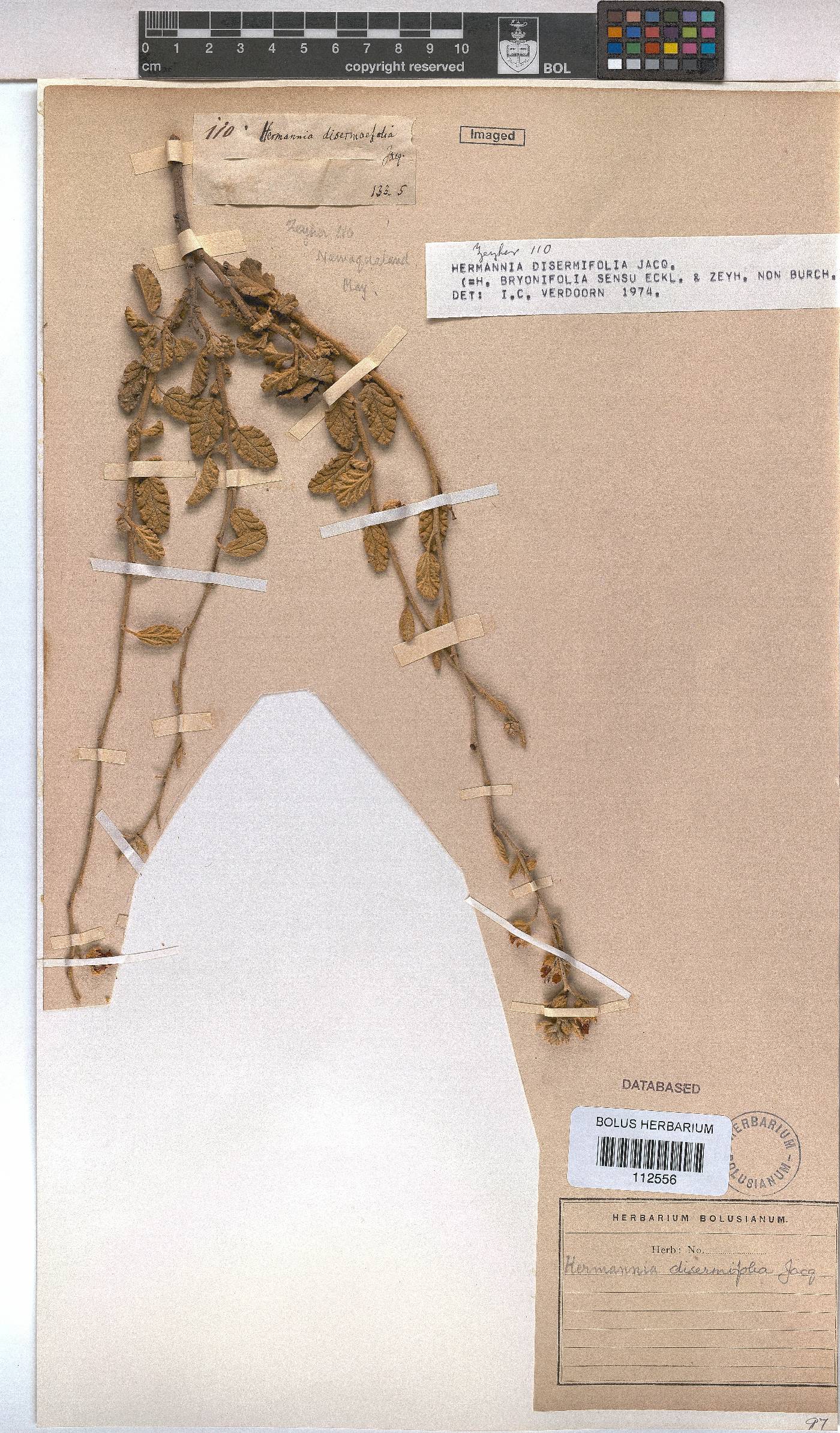 Hermannia disermifolia image
