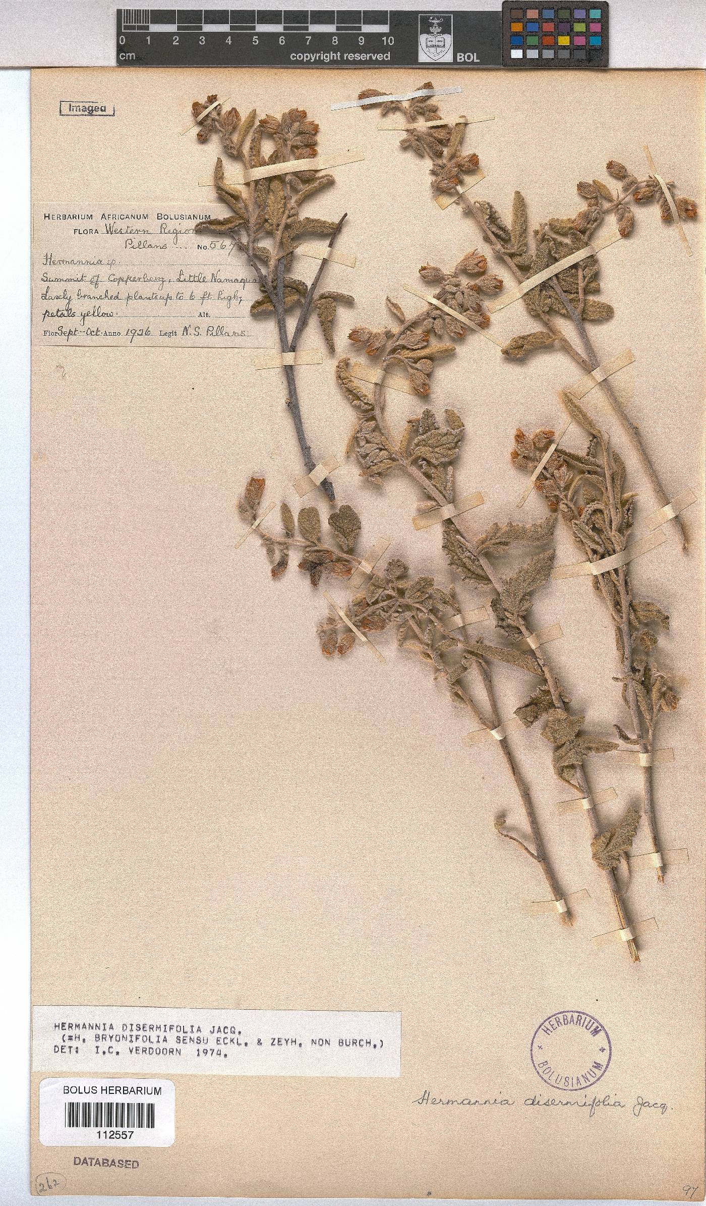 Hermannia disermifolia image