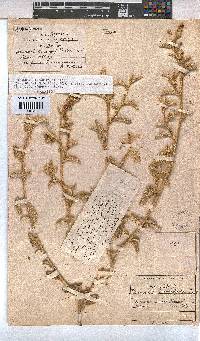 Hermannia disermifolia image