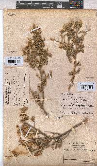 Hermannia disermifolia image