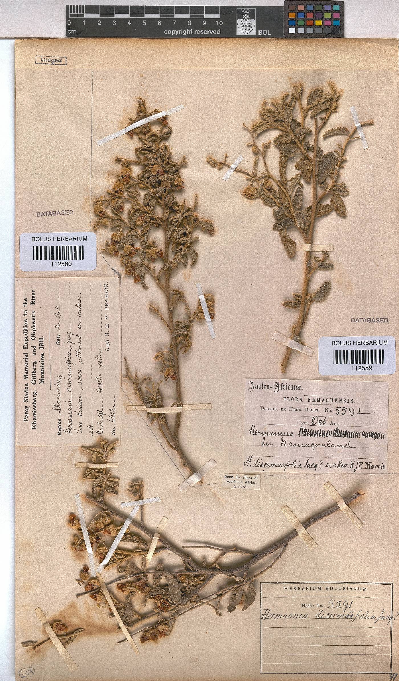 Hermannia disermifolia image