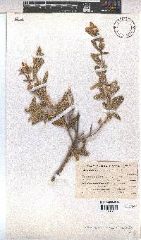 Hermannia disermifolia image