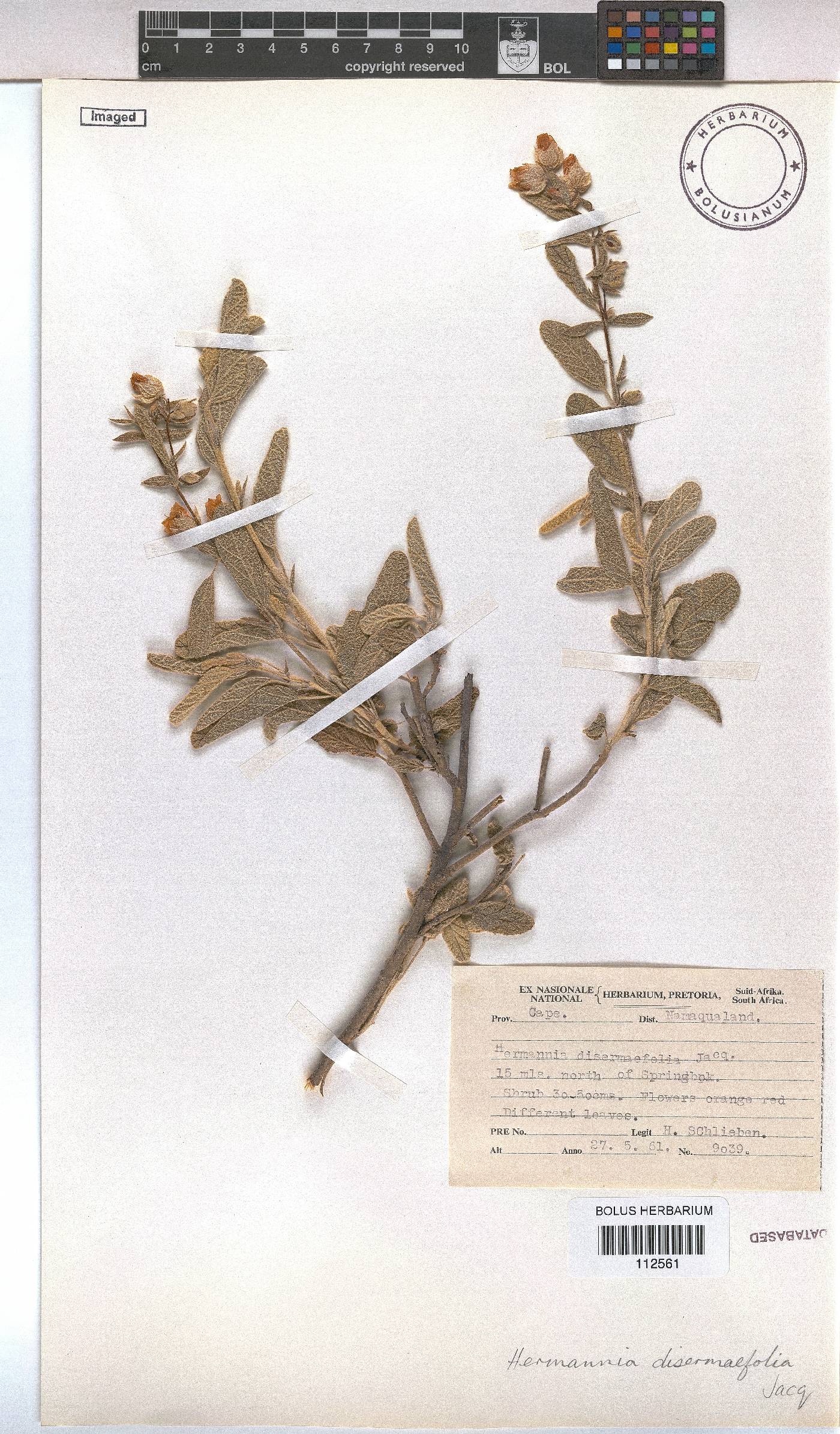 Hermannia disermifolia image