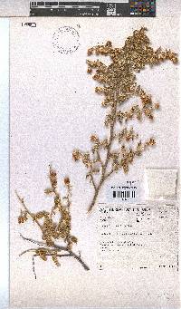 Hermannia disermifolia image