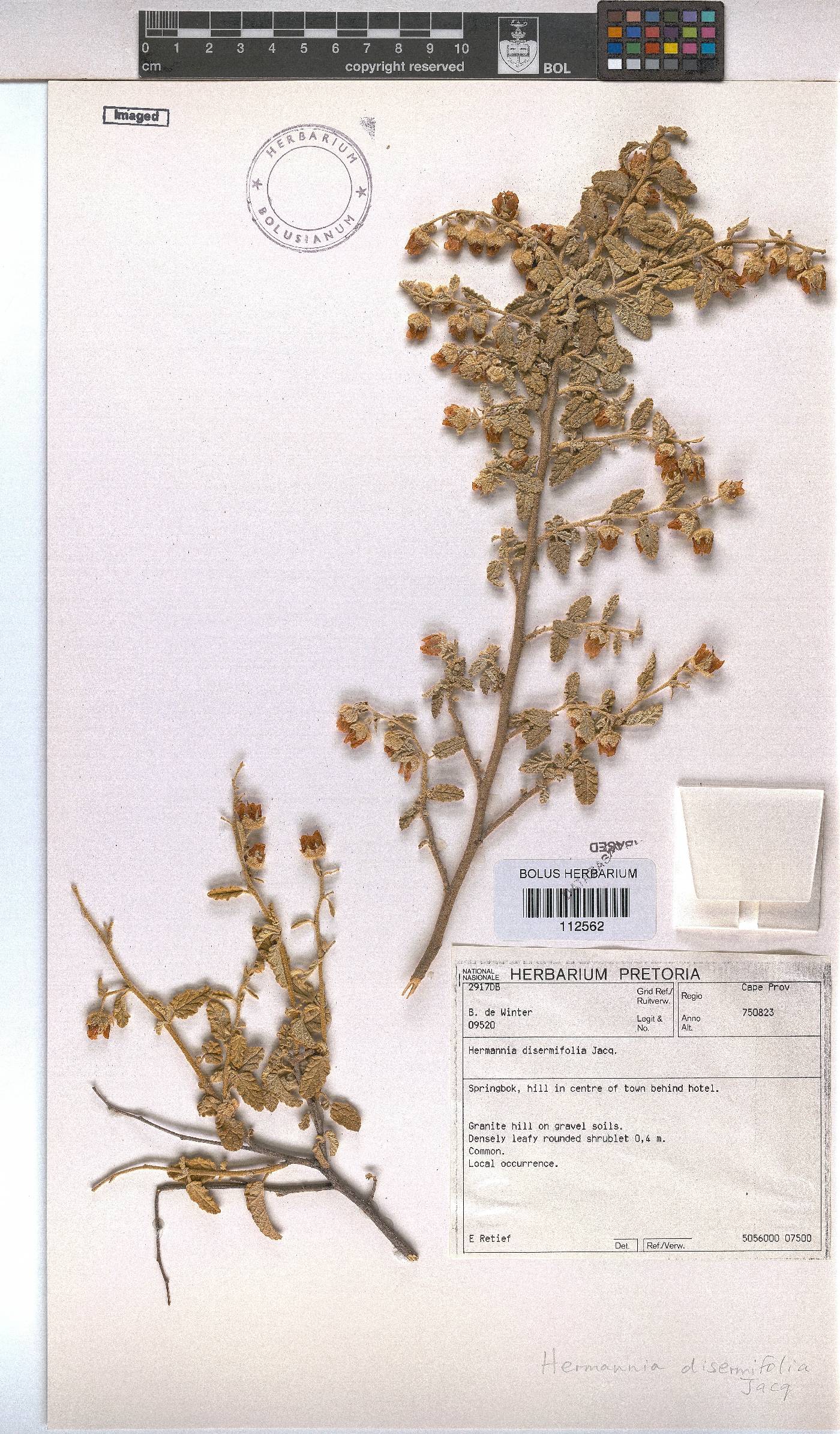 Hermannia disermifolia image