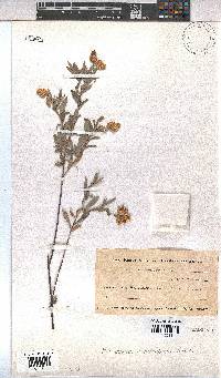 Hermannia mucronulata image