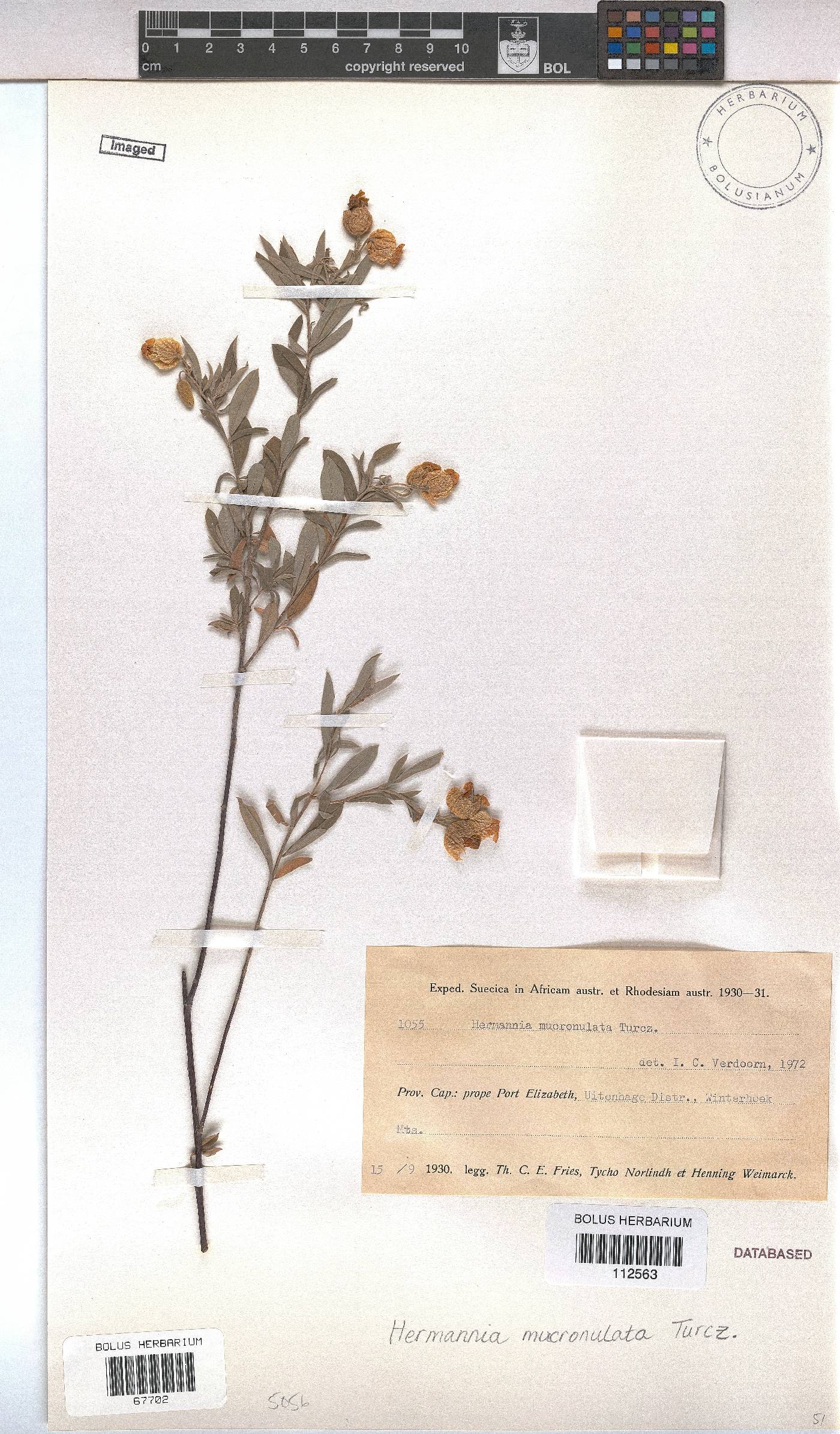 Hermannia mucronulata image