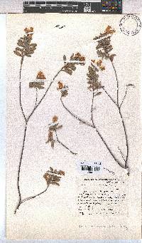 Hermannia mucronulata image
