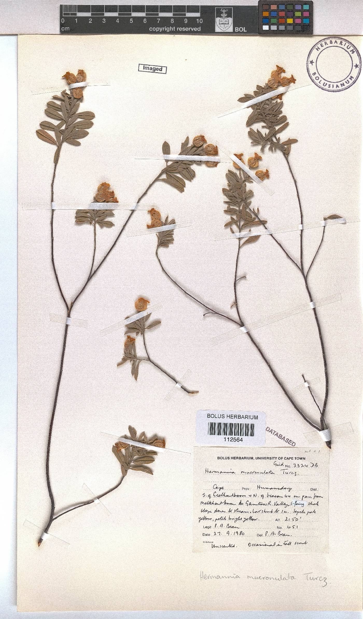 Hermannia mucronulata image