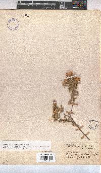 Hermannia mucronulata image