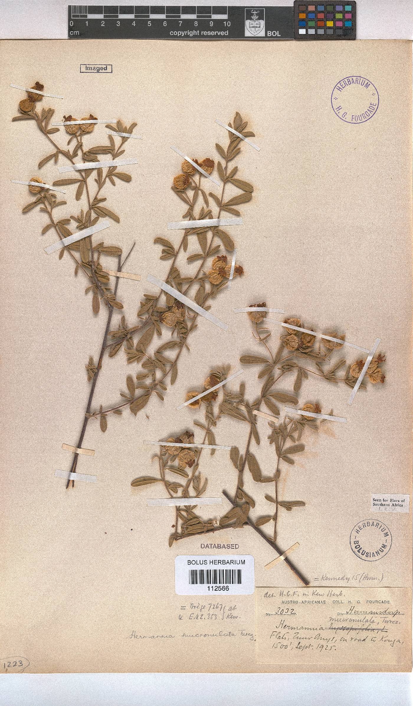 Hermannia mucronulata image