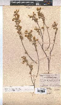 Hermannia mucronulata image