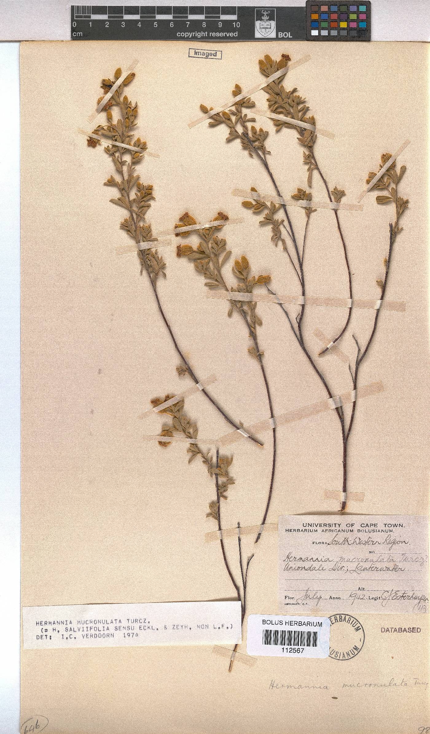 Hermannia mucronulata image