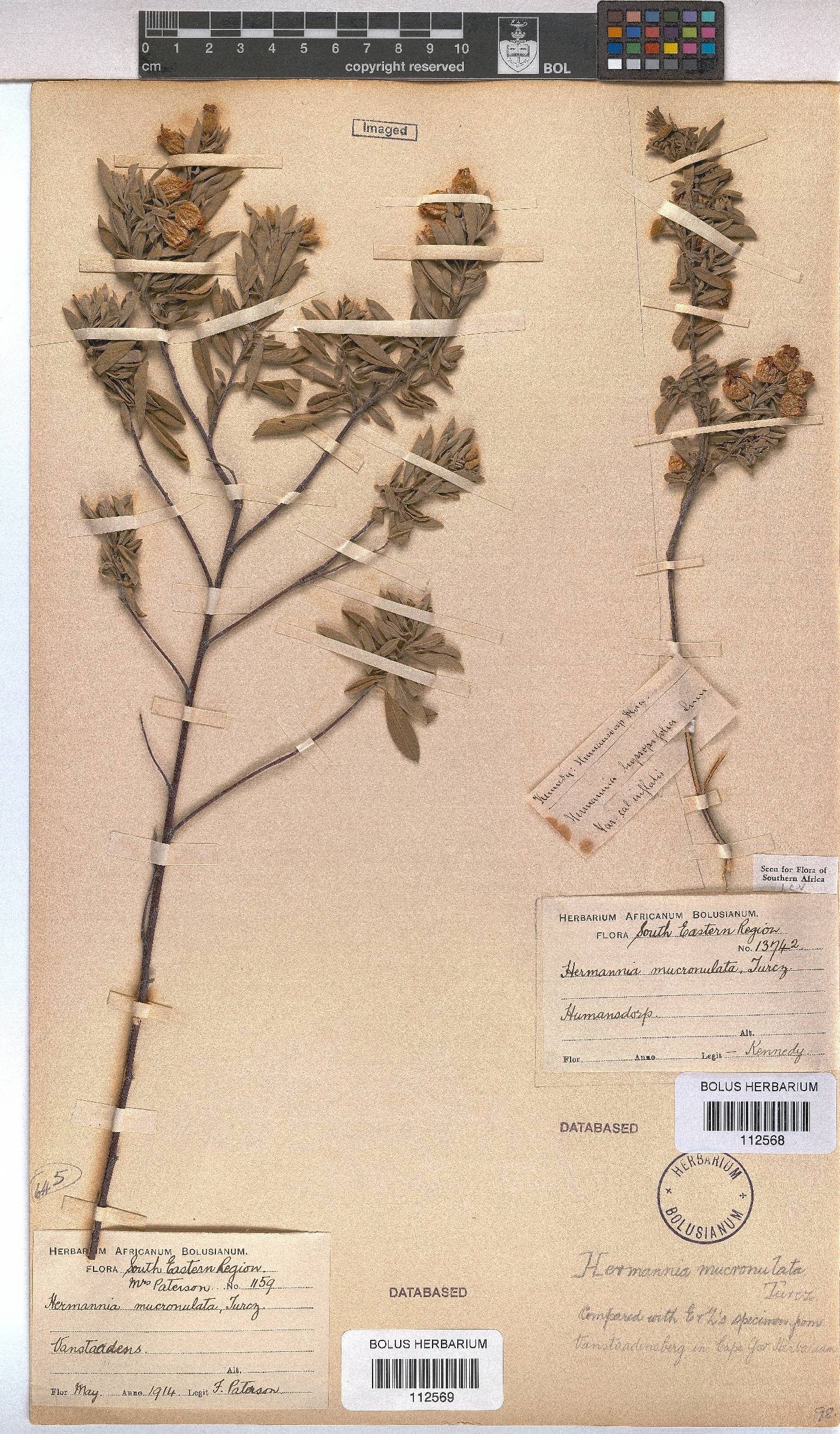 Hermannia mucronulata image