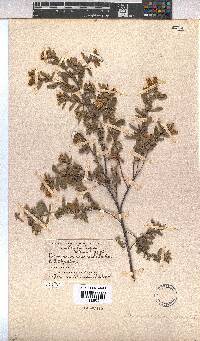 Hermannia mucronulata image