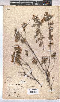 Hermannia mucronulata image