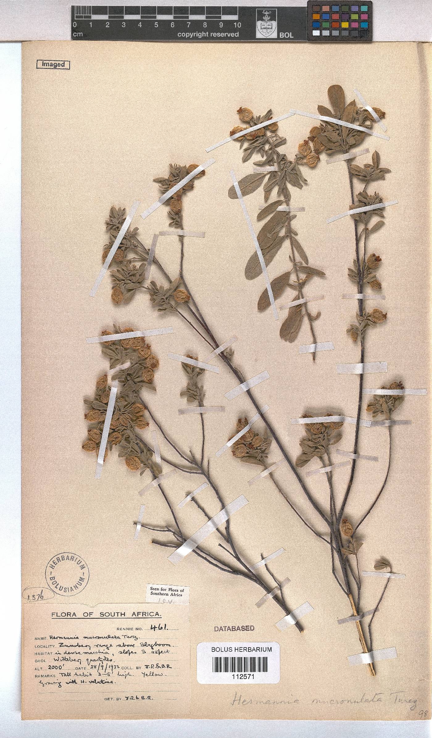 Hermannia mucronulata image
