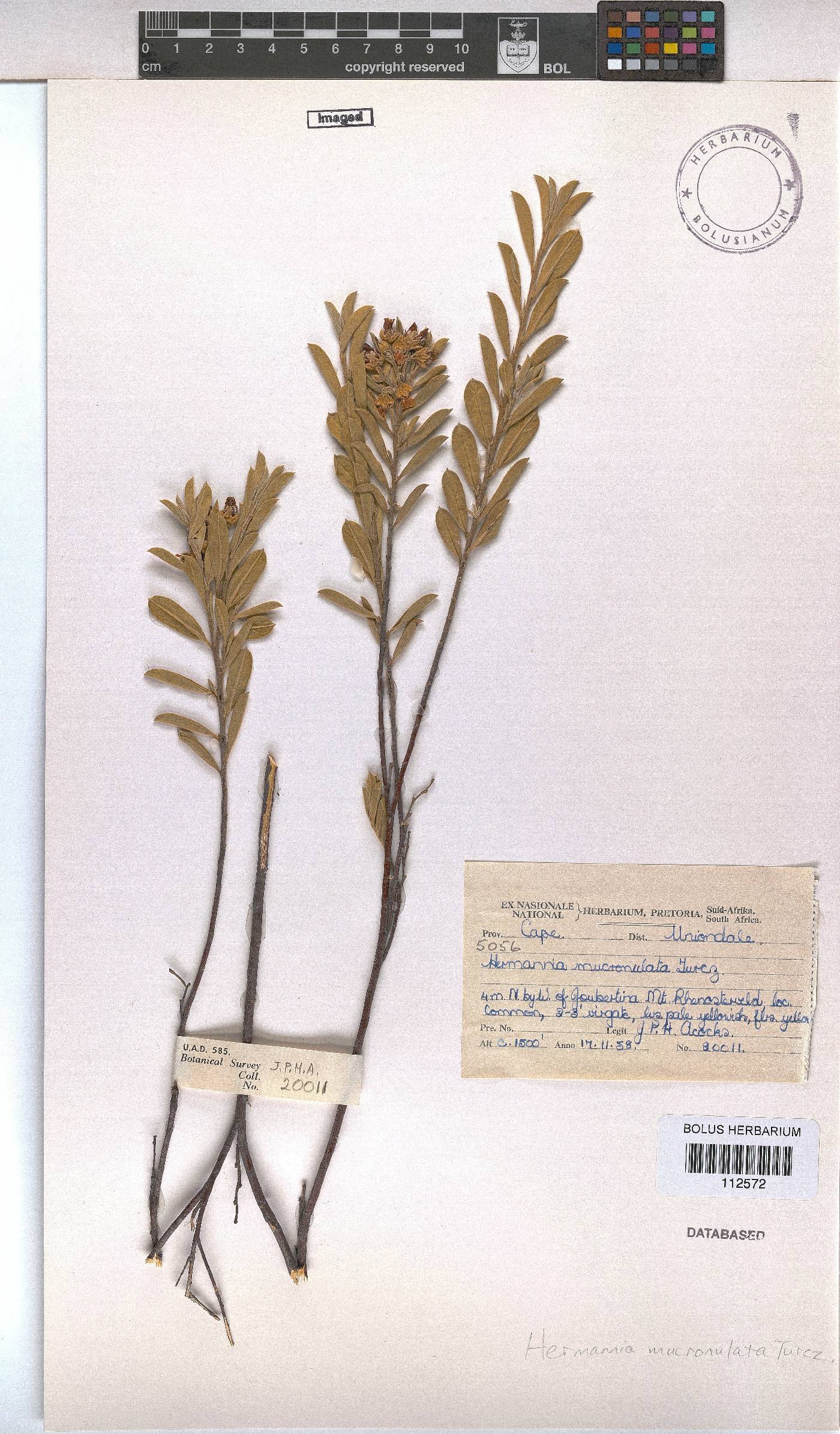 Hermannia mucronulata image