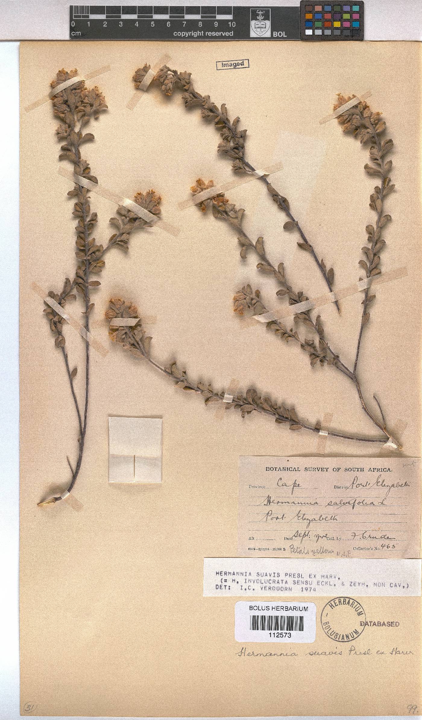 Hermannia suavis image