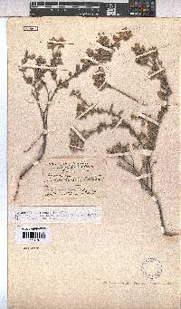 Hermannia suavis image
