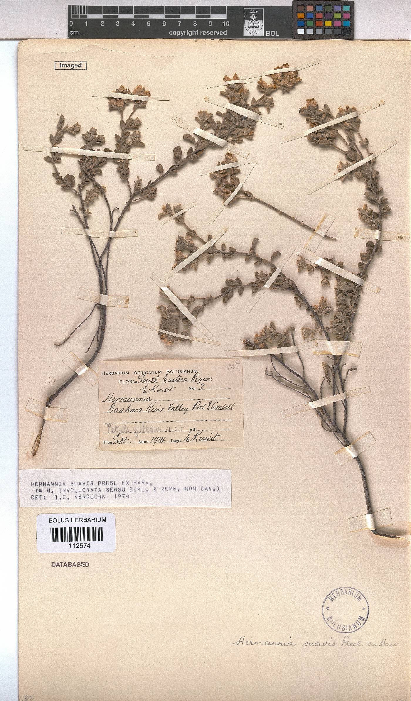 Hermannia suavis image