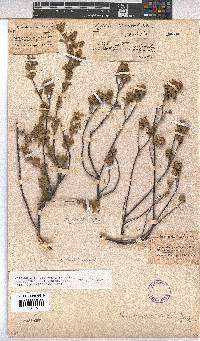 Hermannia suavis image