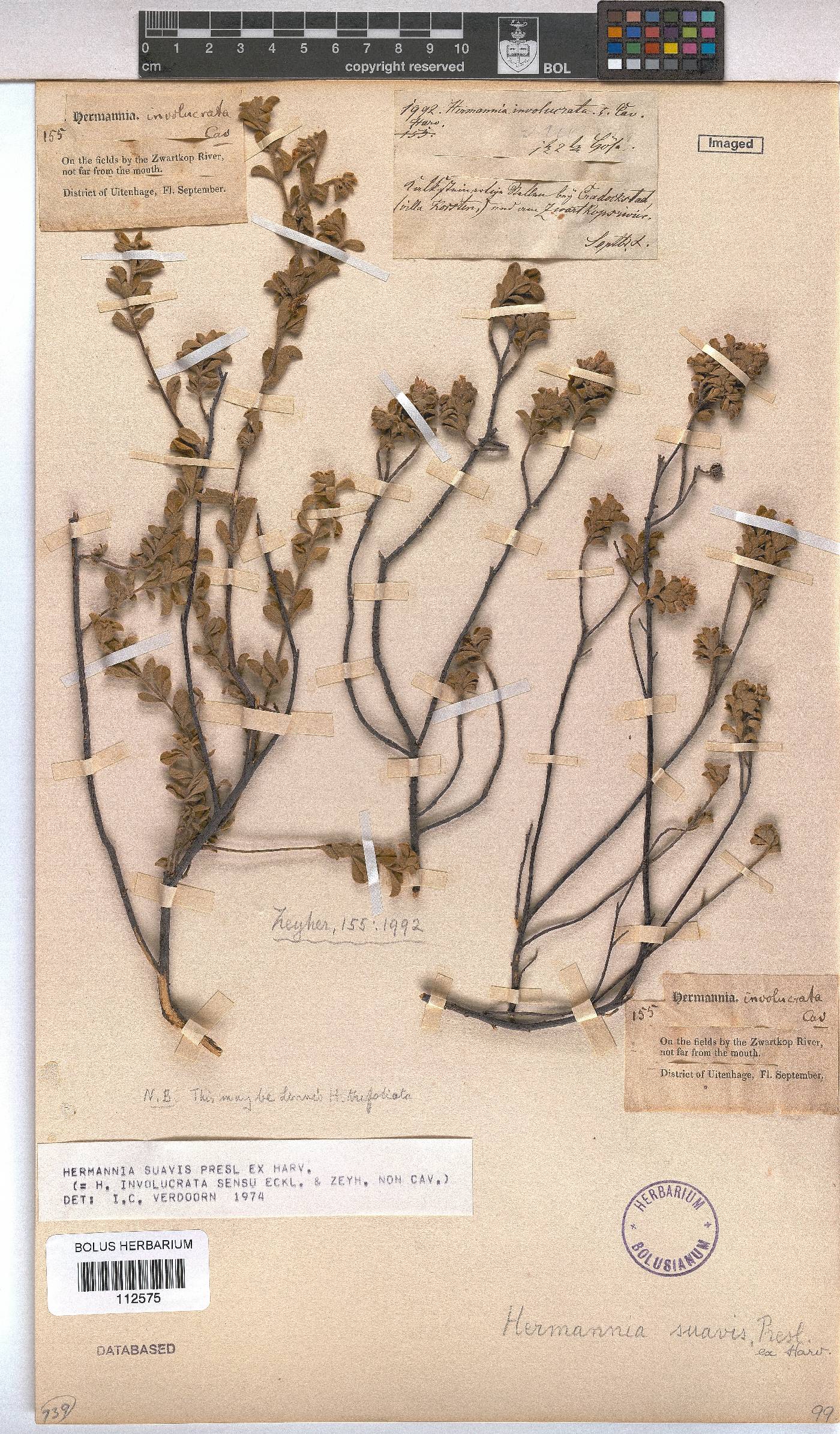 Hermannia suavis image