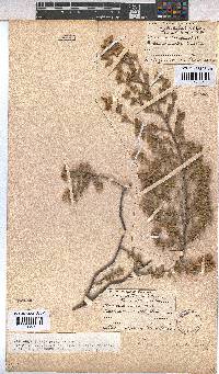 Hermannia suavis image
