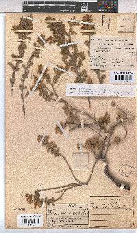 Hermannia suavis image