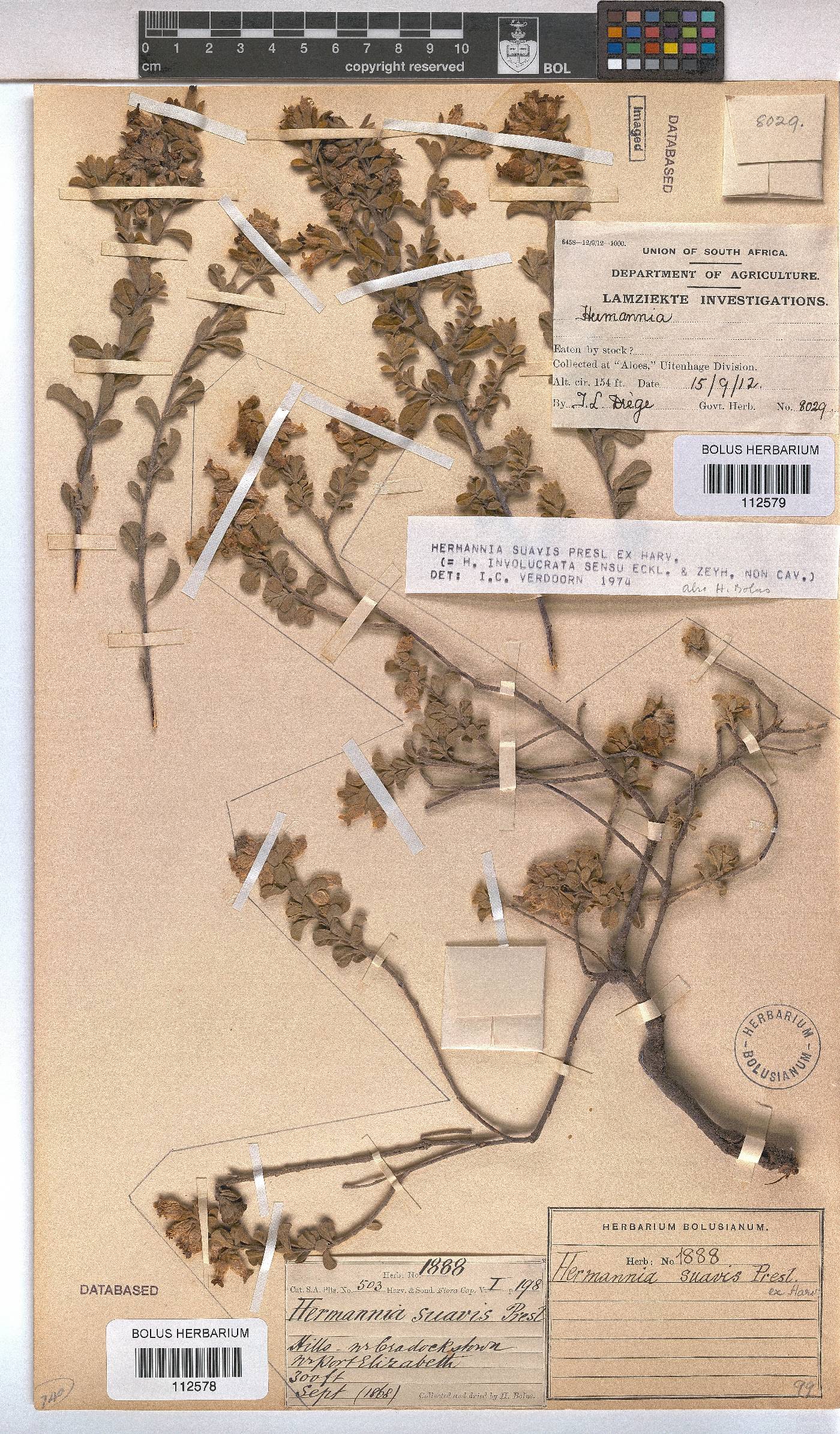 Hermannia suavis image