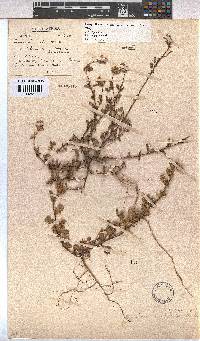 Hermannia hyssopifolia image