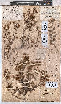 Hermannia hyssopifolia image