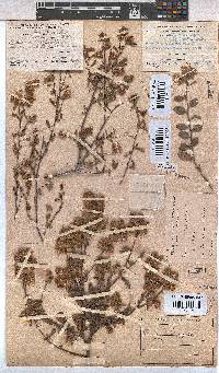 Hermannia hyssopifolia image