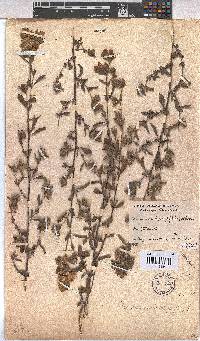 Hermannia hyssopifolia image