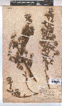 Hermannia hyssopifolia image