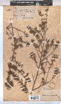 Hermannia hyssopifolia image
