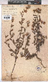 Hermannia hyssopifolia image