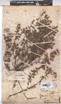 Hermannia hyssopifolia image