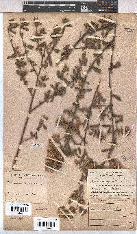 Hermannia hyssopifolia image