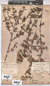 Hermannia hyssopifolia image
