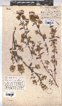 Hermannia hyssopifolia image