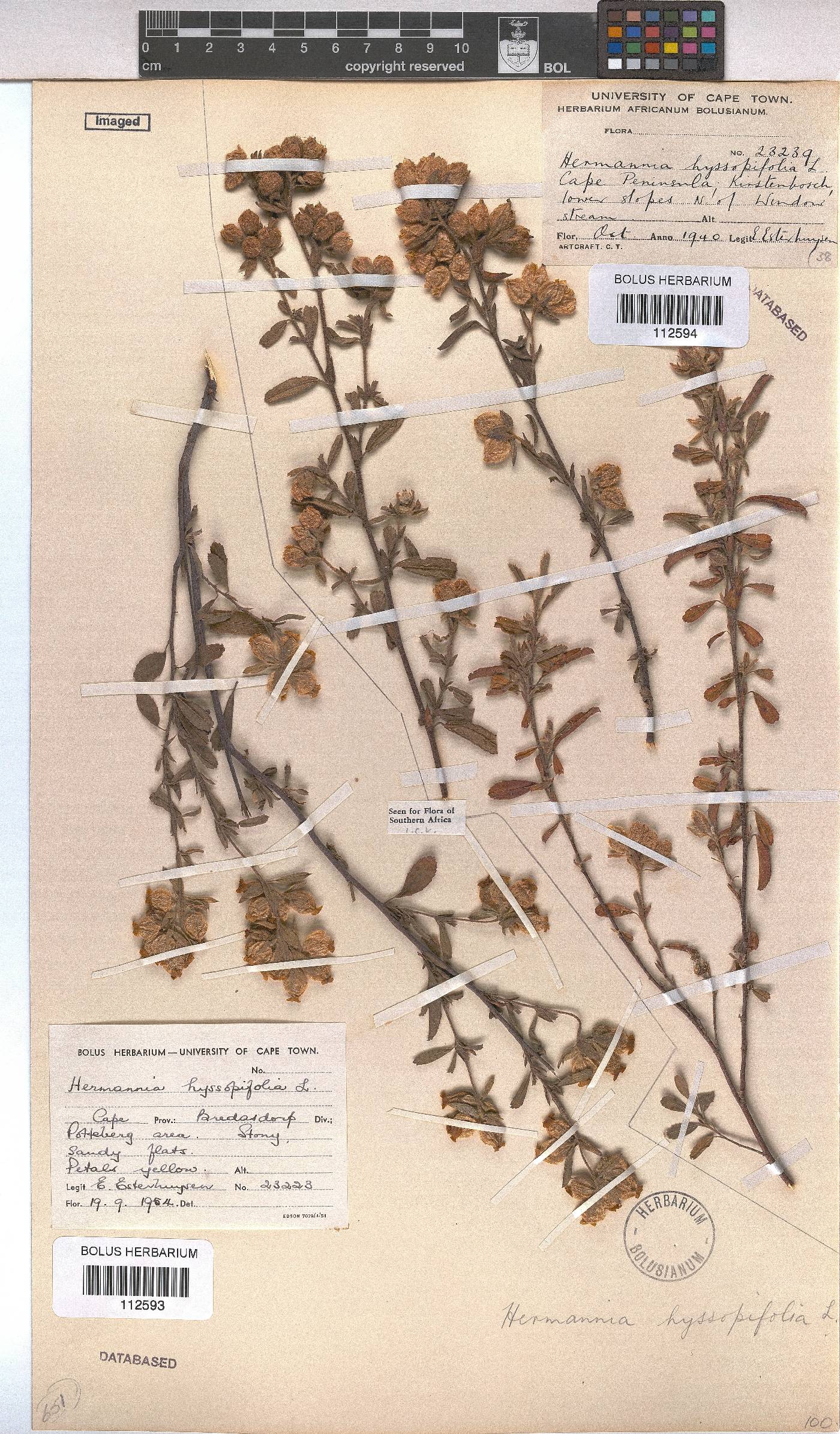 Hermannia hyssopifolia image