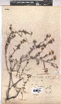 Hermannia hyssopifolia image