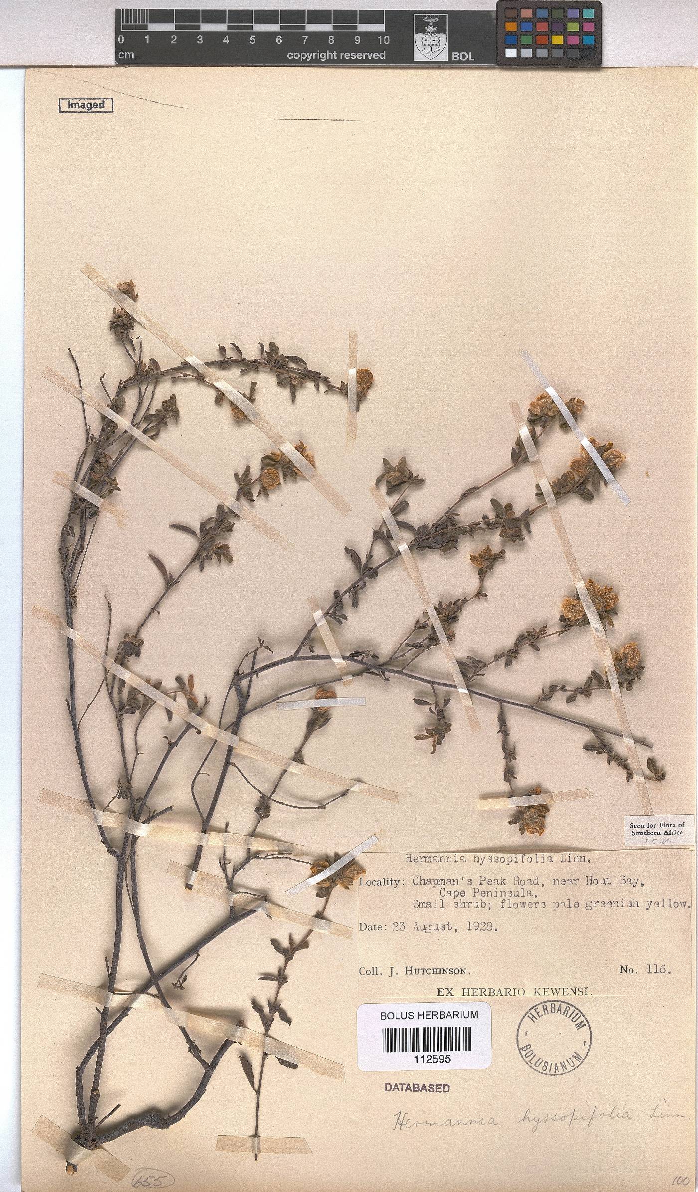 Hermannia hyssopifolia image