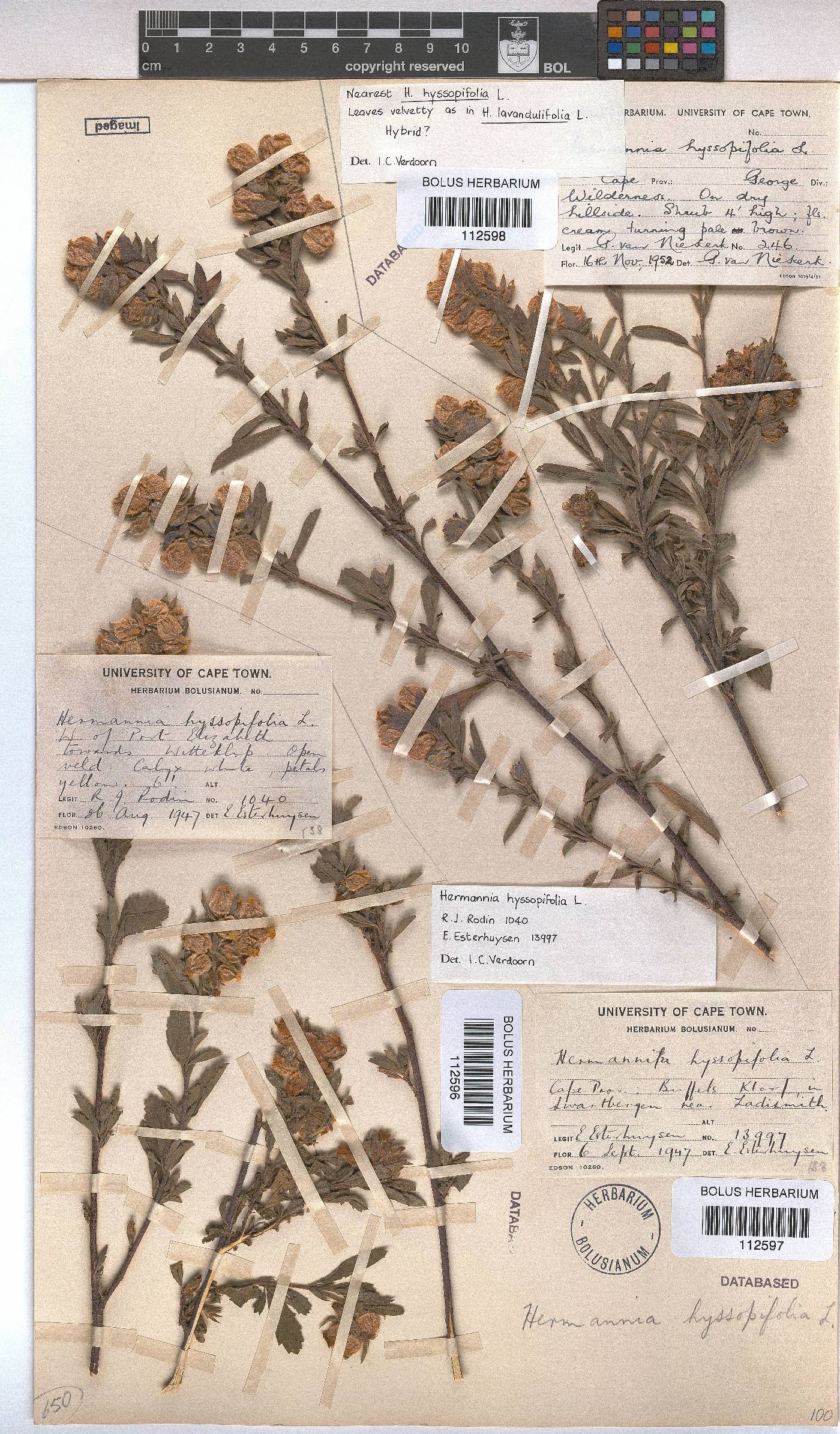 Hermannia hyssopifolia image