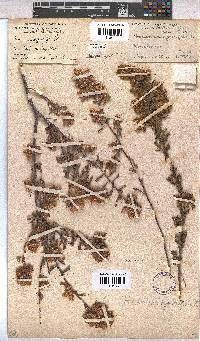 Hermannia hyssopifolia image