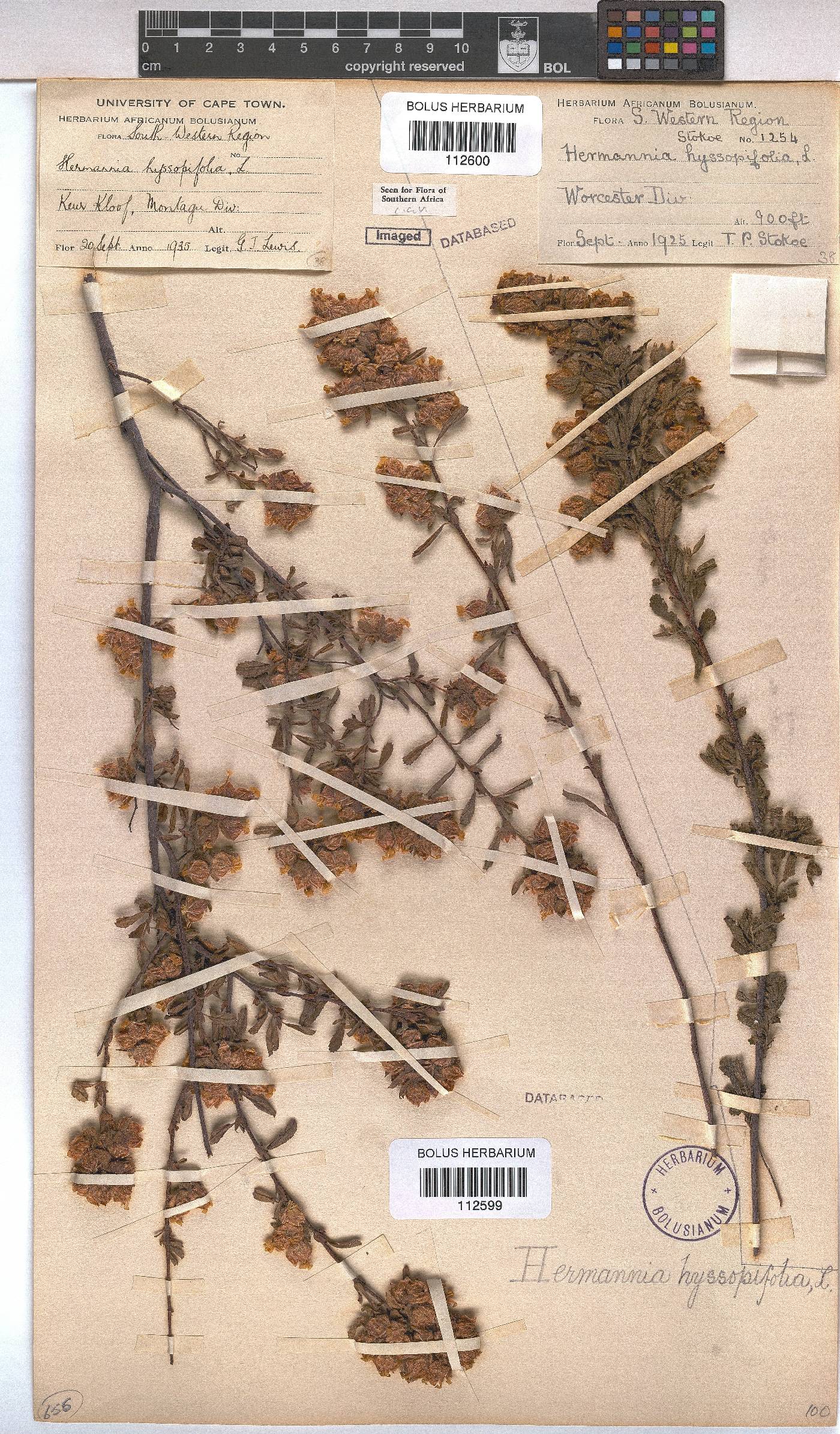 Hermannia hyssopifolia image