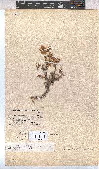 Hermannia hyssopifolia image