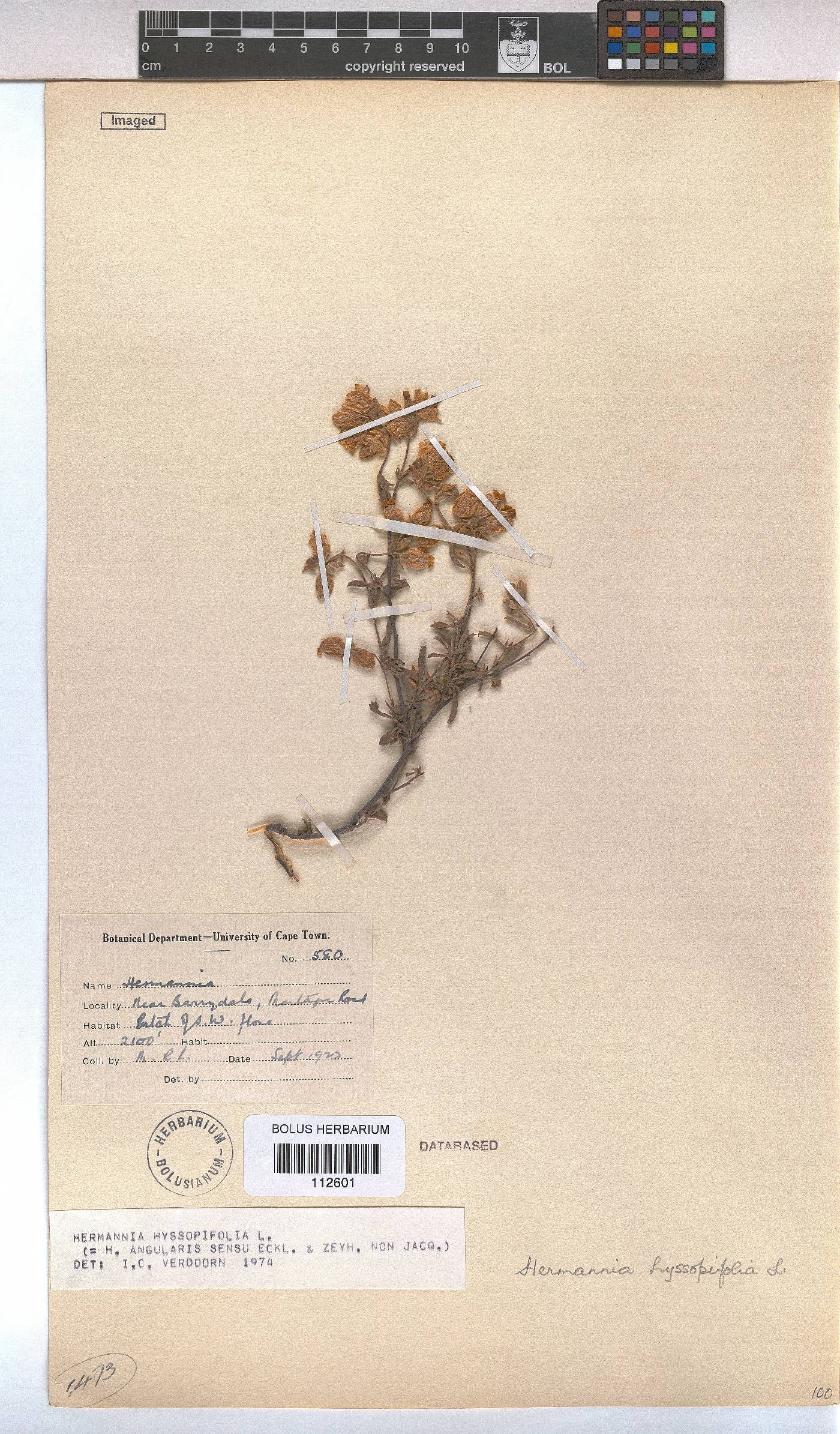 Hermannia hyssopifolia image